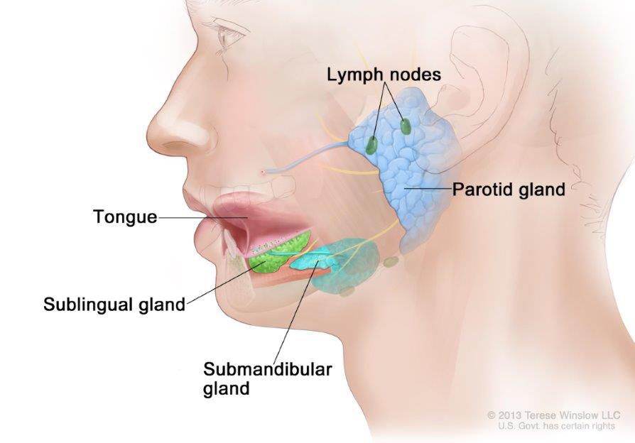 Anatomy of the salivary glands. The three main pairs of salivary glands are the parotid glands, the sublingual glands, and the submandibular glands.