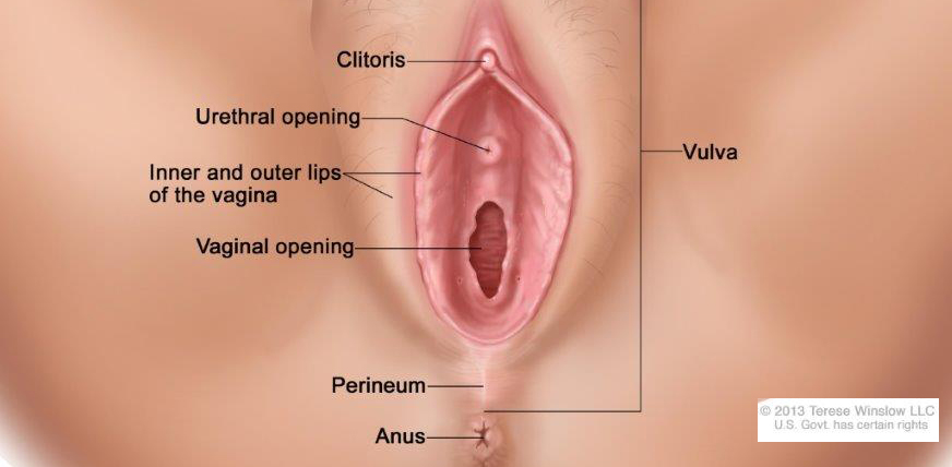 Anatomy of the vulva. The vulva includes the mons pubis, clitoris, urethral opening, inner and outer lips of the vagina, vaginal opening, and perineum.