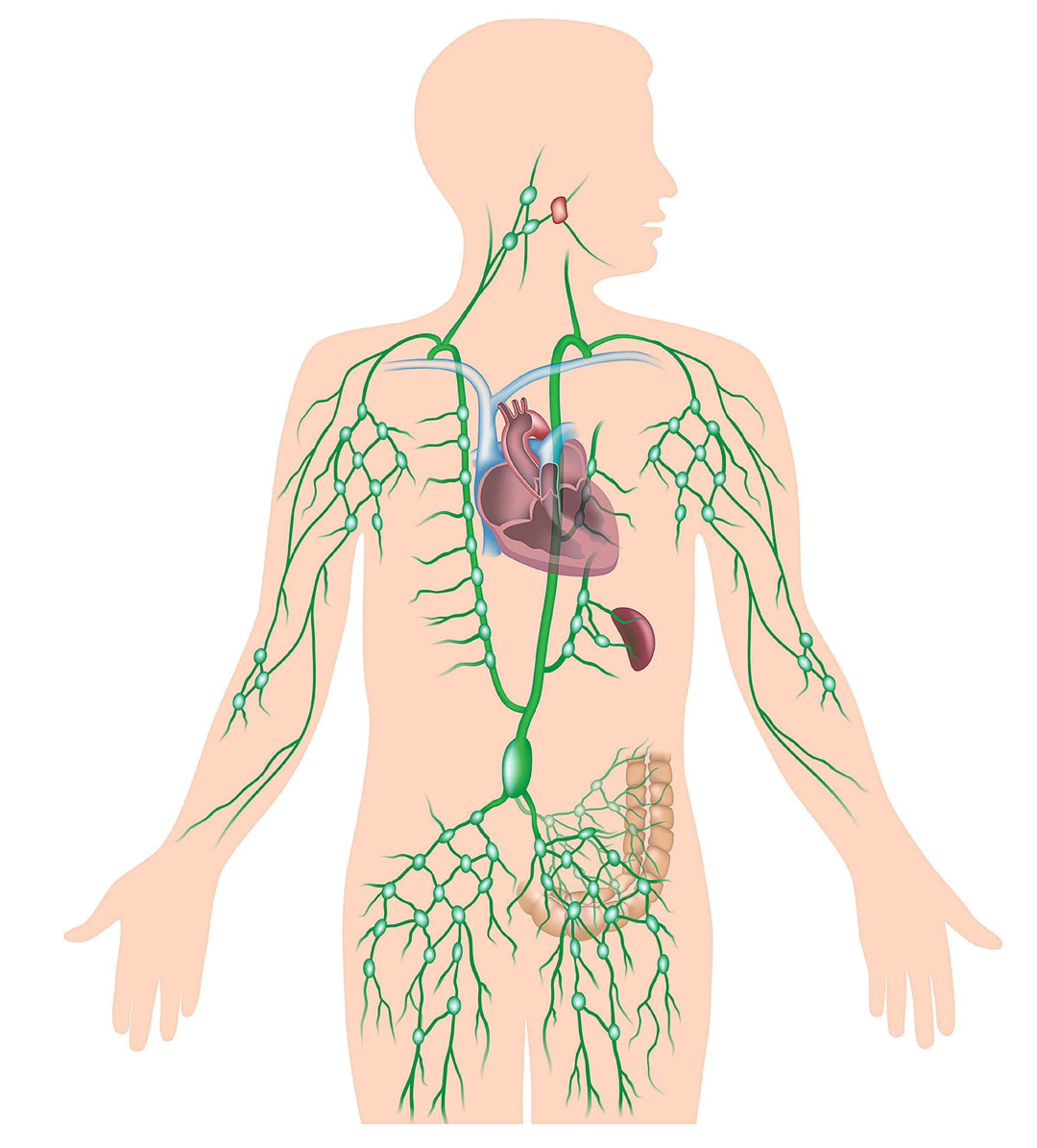 Diagram of lymphatic system
