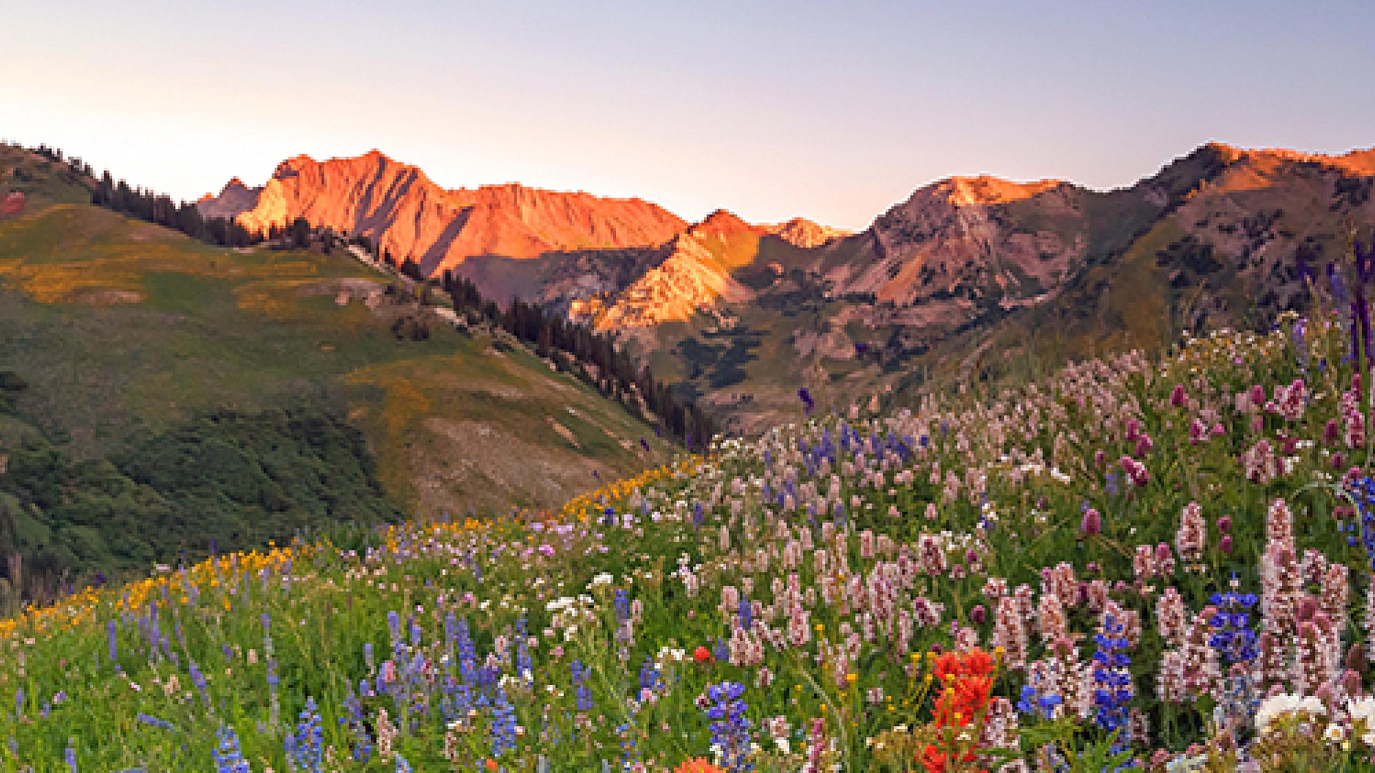 mountain sunset landscape with hills and flowers