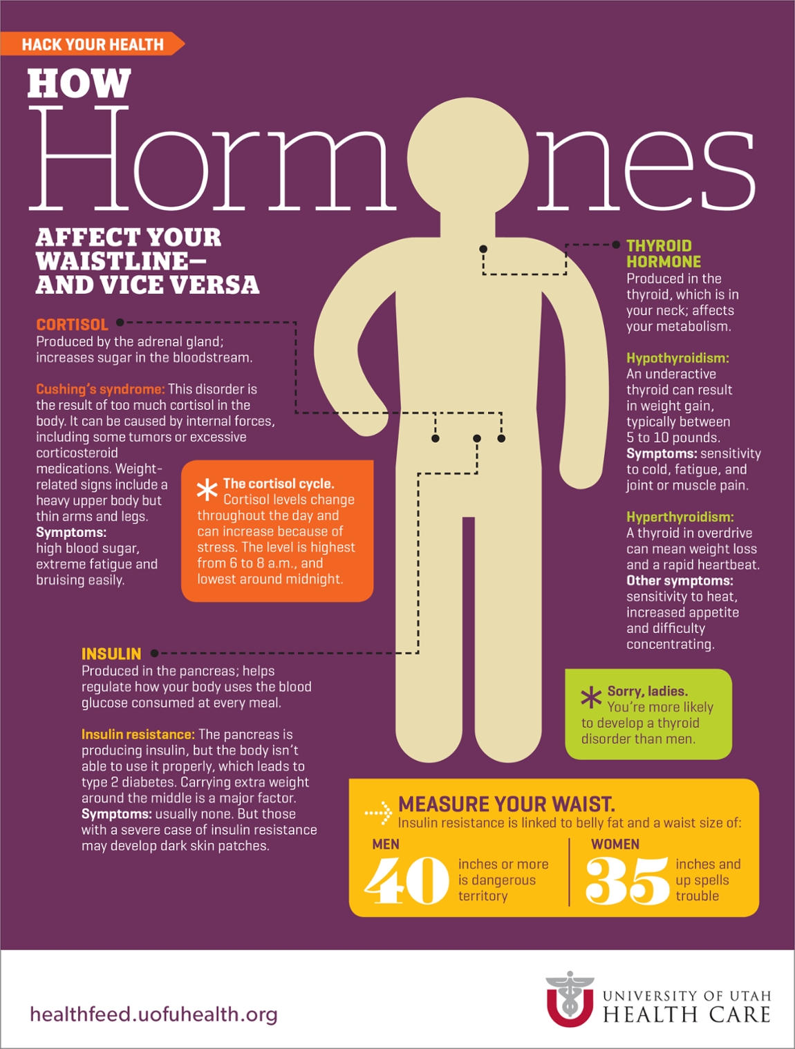 Hormones Infographic
