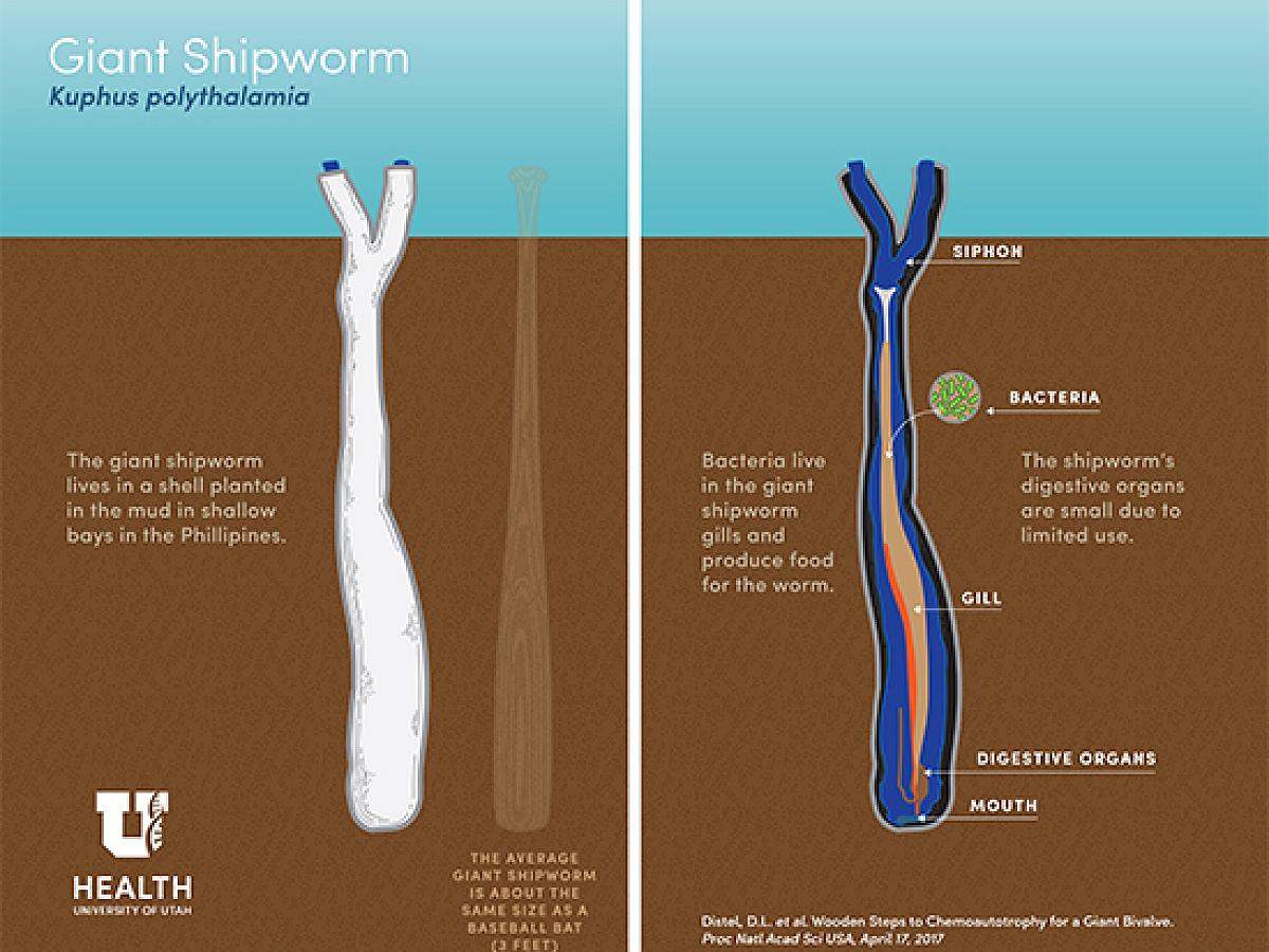 Giant Shipworm