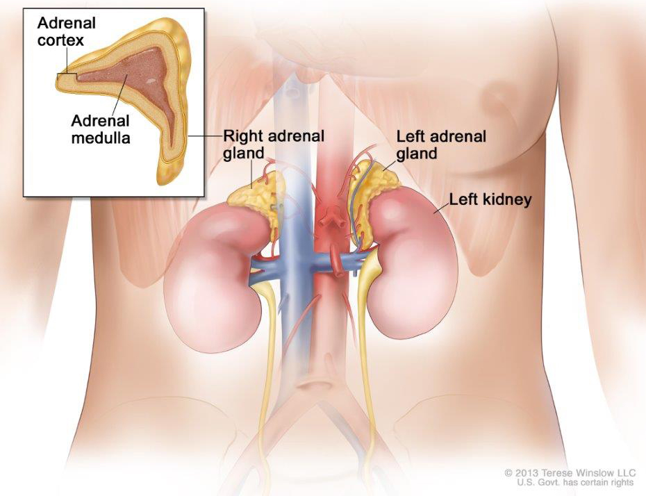 There are two adrenal glands, one on top of each kidney. The outer part of each gland is the adrenal cortex; the inner part is the adrenal medulla.