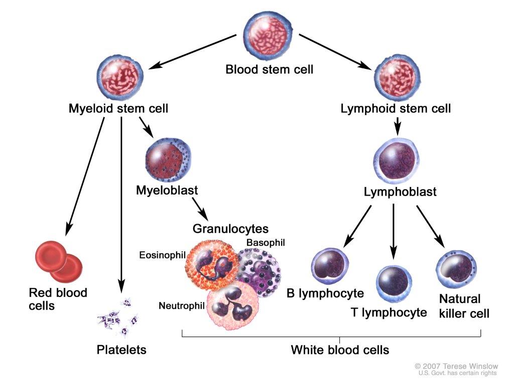 Blood cell development. A blood stem cell goes through several steps to become a red blood cell, platelet, or white blood cell.