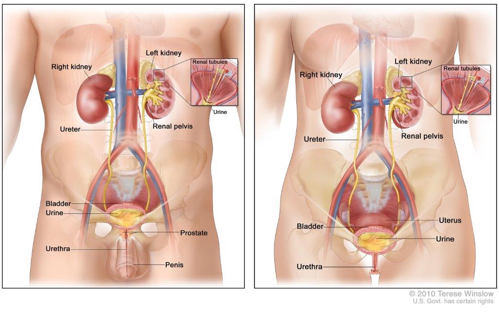The male urinary system (left panel) and female urinary system (right panel) showing the kidneys, ureters, bladder, and urethra.