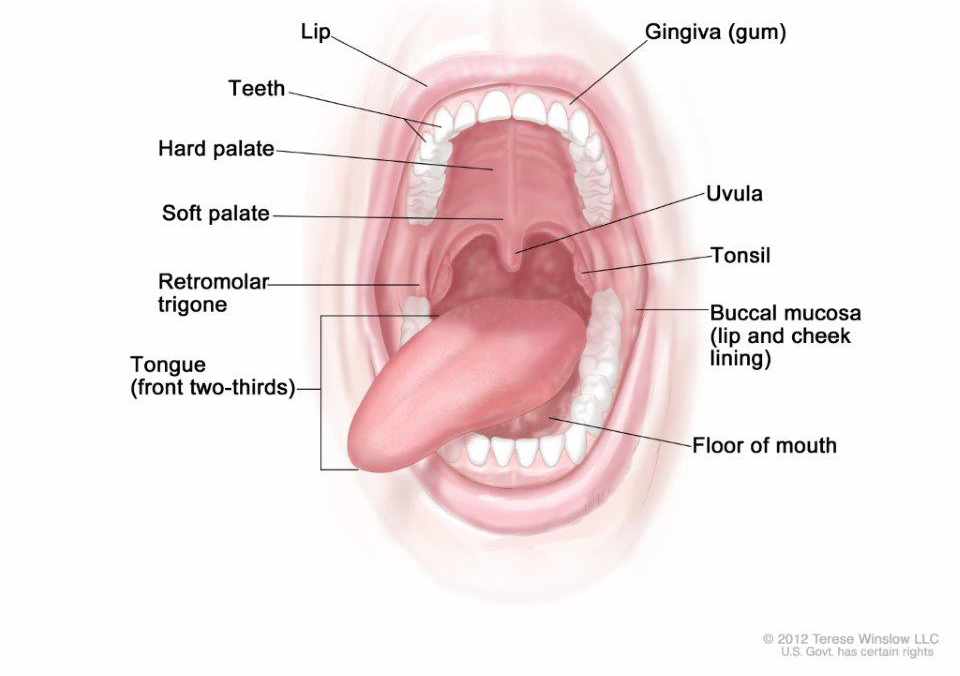 Anatomy of the oral cavity. The oral cavity includes the lips, hard palate (the bony front portion of the roof of the mouth), soft palate (the muscular back portion of the roof of the mouth), retromolar trigone (the area behind the wisdom teeth), front two-thirds of the tongue, gingiva (gums), buccal mucosa (the inner lining of the lips and cheeks), and floor of the mouth under the tongue.