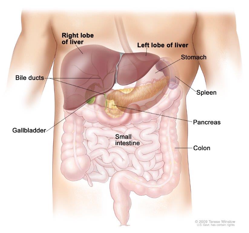 Anatomy of the liver. The liver is in the upper abdomen near the stomach, intestines, gallbladder, and pancreas. The liver has four lobes. Two lobes are on the front and two small lobes (not shown) are on the back of the liver.