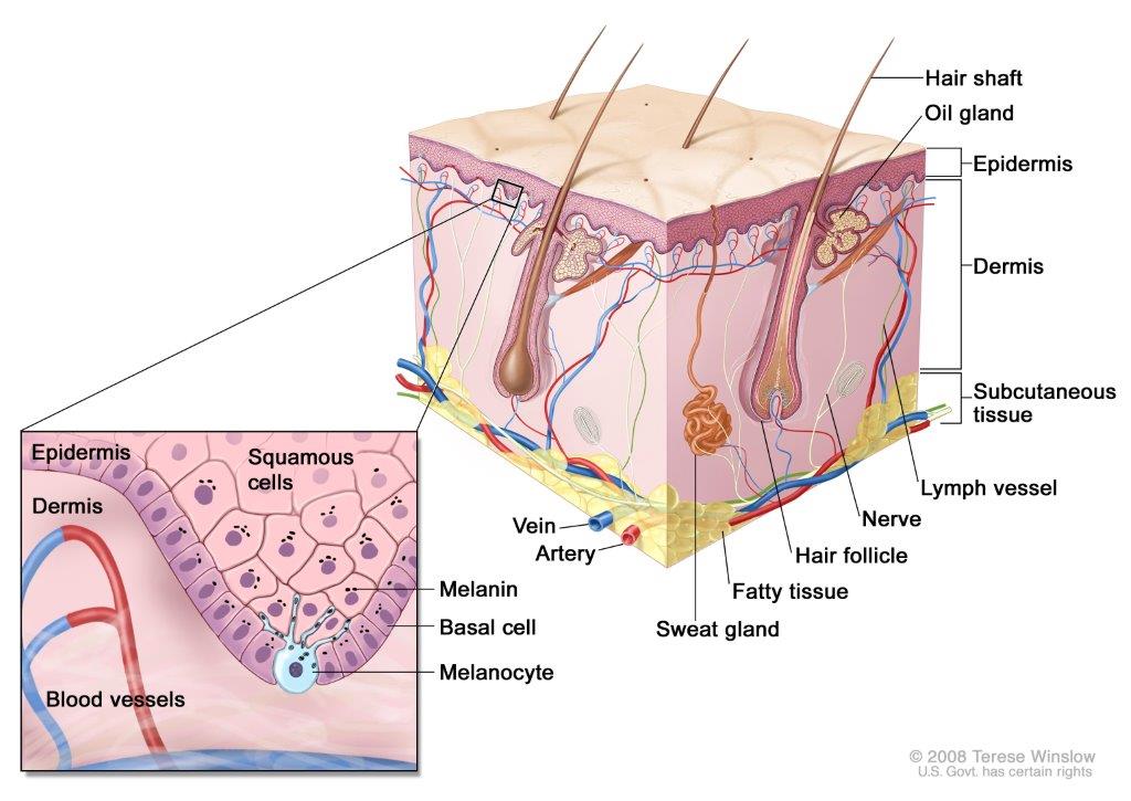 Anatomy of the skin, showing the epidermis, dermis, and subcutaneous tissue. Melanocytes are in the layer of basal cells at the deepest part of the epidermis.