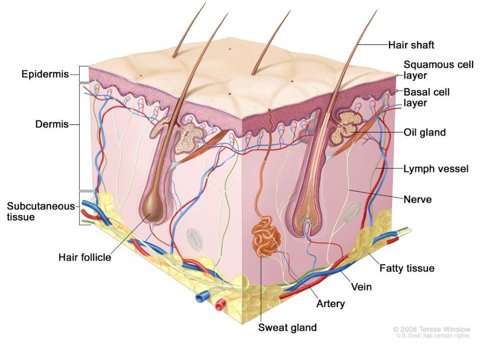 The skin, showing the epidermis (including the squamous cell and basal cell layers), dermis, subcutaneous tissue, and other parts of the skin.