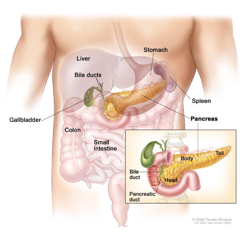 Anatomy of the pancreas. The pancreas has three areas: head, body, and tail. It is found in the abdomen near the stomach, intestines, and other organs.