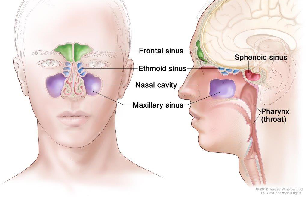 Anatomy of the paranasal sinuses (spaces between the bones around the nose).