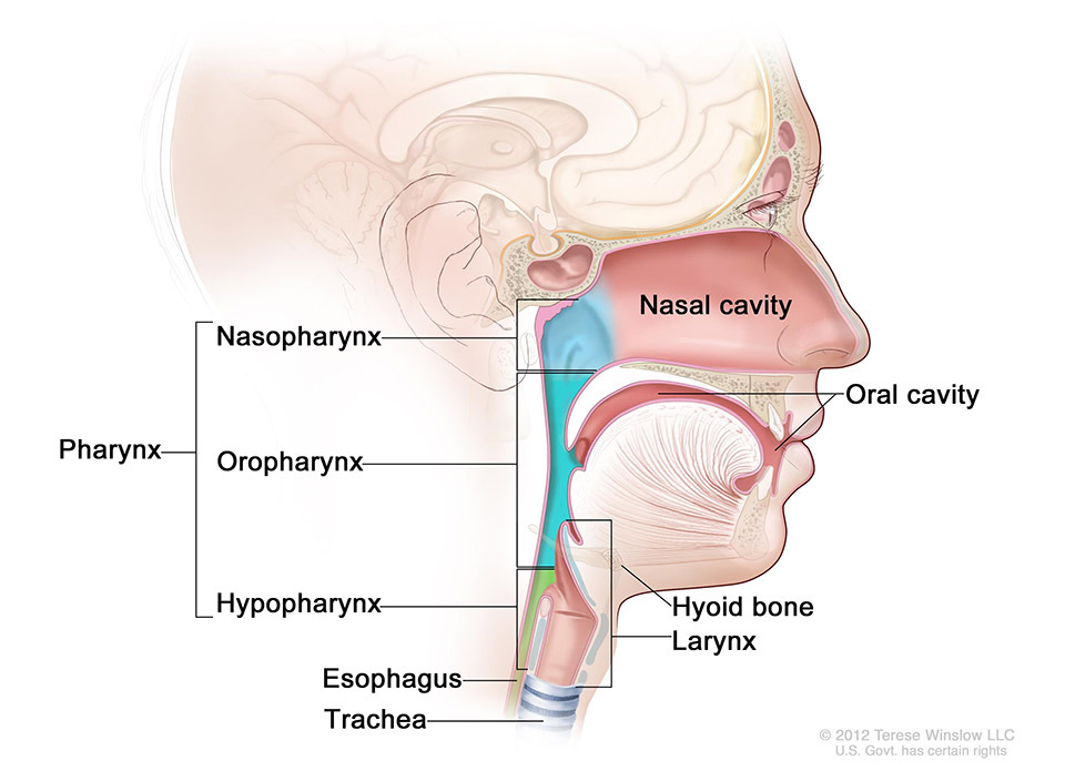 Anatomy of the pharynx (throat). The pharynx is a hollow tube that starts behind the nose, goes down the neck, and ends at the top of the trachea and esophagus. The three parts of the pharynx are the nasopharynx, oropharynx, and hypopharynx.