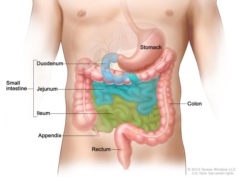 Anatomy of the lower digestive system, showing the appendix and other organs.