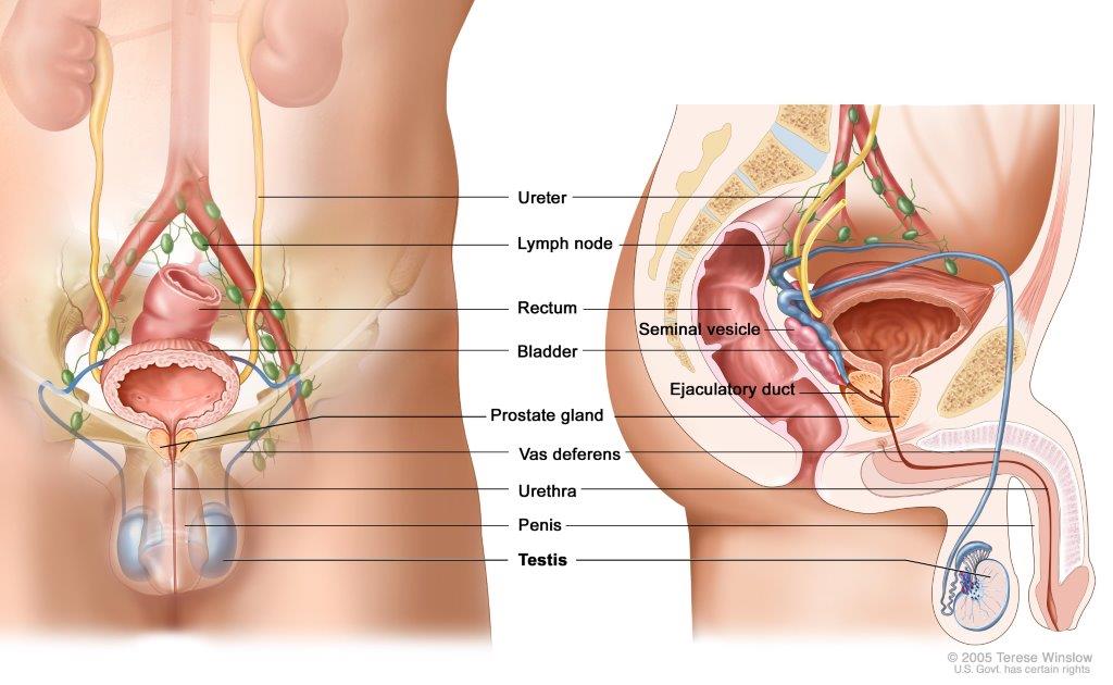 Anatomy of the male reproductive and urinary systems, showing the prostate, testicles, bladder, and other organs.