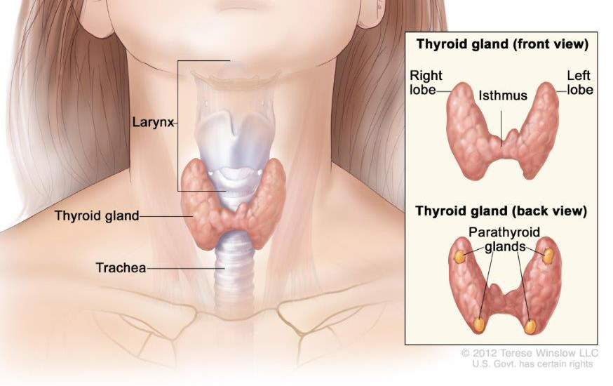 Anatomy of the thyroid and parathyroid glands. The thyroid gland lies at the base of the throat near the trachea. It is shaped like a butterfly, with the right lobe and left lobe connected by a thin piece of tissue called the isthmus. The parathyroid glands are four pea-sized organs found in the neck near the thyroid. The thyroid and parathyroid glands make hormones.