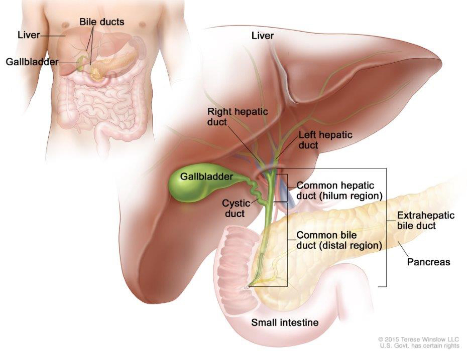 Anatomy of the extrahepatic bile ducts. Extrahepatic bile ducts are small tubes that carry bile outside of the liver. They are made up of the common hepatic duct (hilum region) and the common bile duct (distal region). Bile is made in the liver and flows through the common hepatic duct and the cystic duct to the gallbladder, where it is stored. Bile is released from the gallbladder when food is being digested.