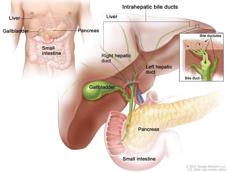 Anatomy of the intrahepatic bile ducts. Intrahepatic bile ducts are a network of small tubes that carry bile inside the liver. The smallest ducts, called ductules, come together to form the right hepatic bile duct and the left hepatic bile duct, which drain bile from the liver. Bile is stored in the gallbladder and is released when food is being digested.