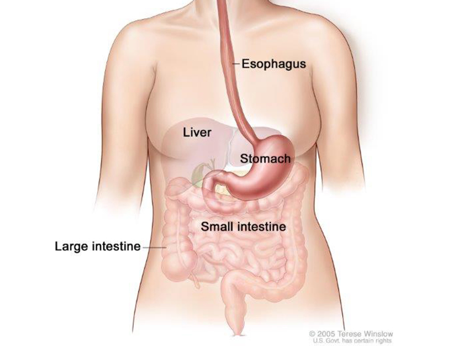 The esophagus and stomach are part of the upper gastrointestinal (digestive) system.