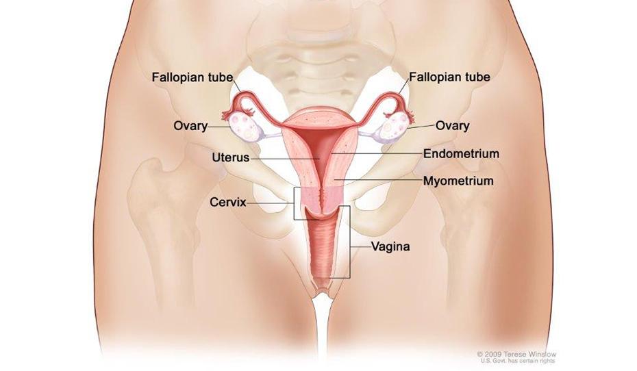 Anatomy of the female reproductive system. The organs in the female reproductive system include the uterus, ovaries, fallopian tubes, cervix, and vagina. The uterus has a muscular outer layer called the myometrium and an inner lining called the endometrium.