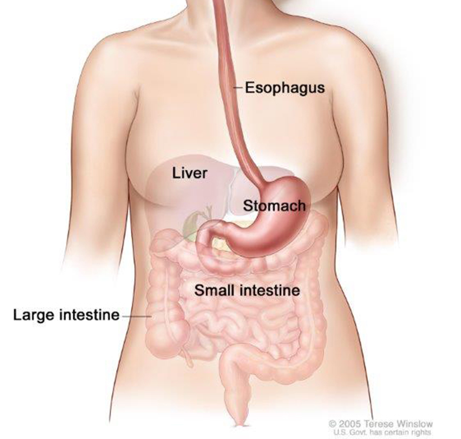 The esophagus and stomach are part of the upper gastrointestinal (digestive) system.