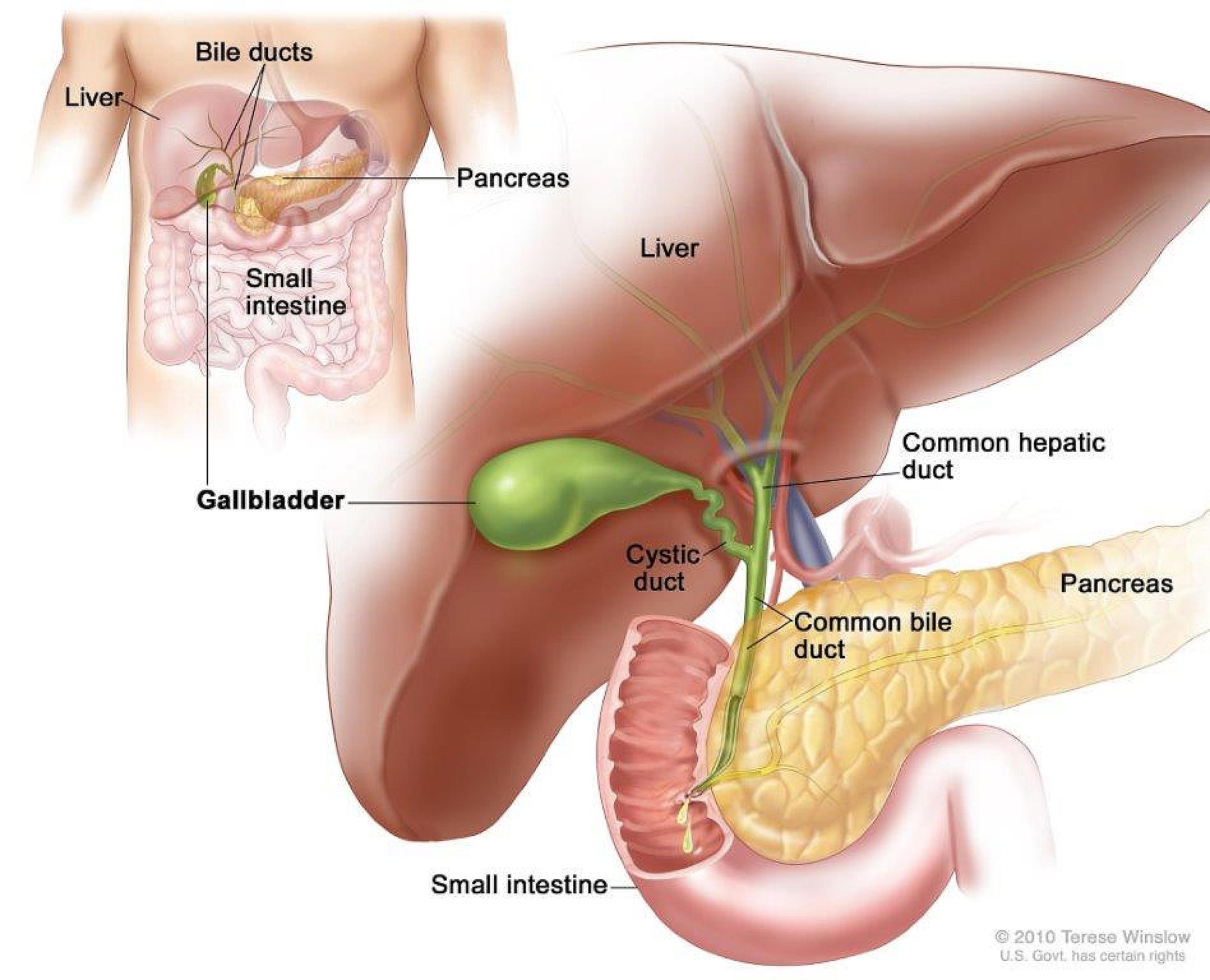 Anatomy of the gallbladder. The gallbladder is just below the liver. Bile is stored in the gallbladder and flows through the cystic duct and the common bile duct into the small intestine when food is being digested.
