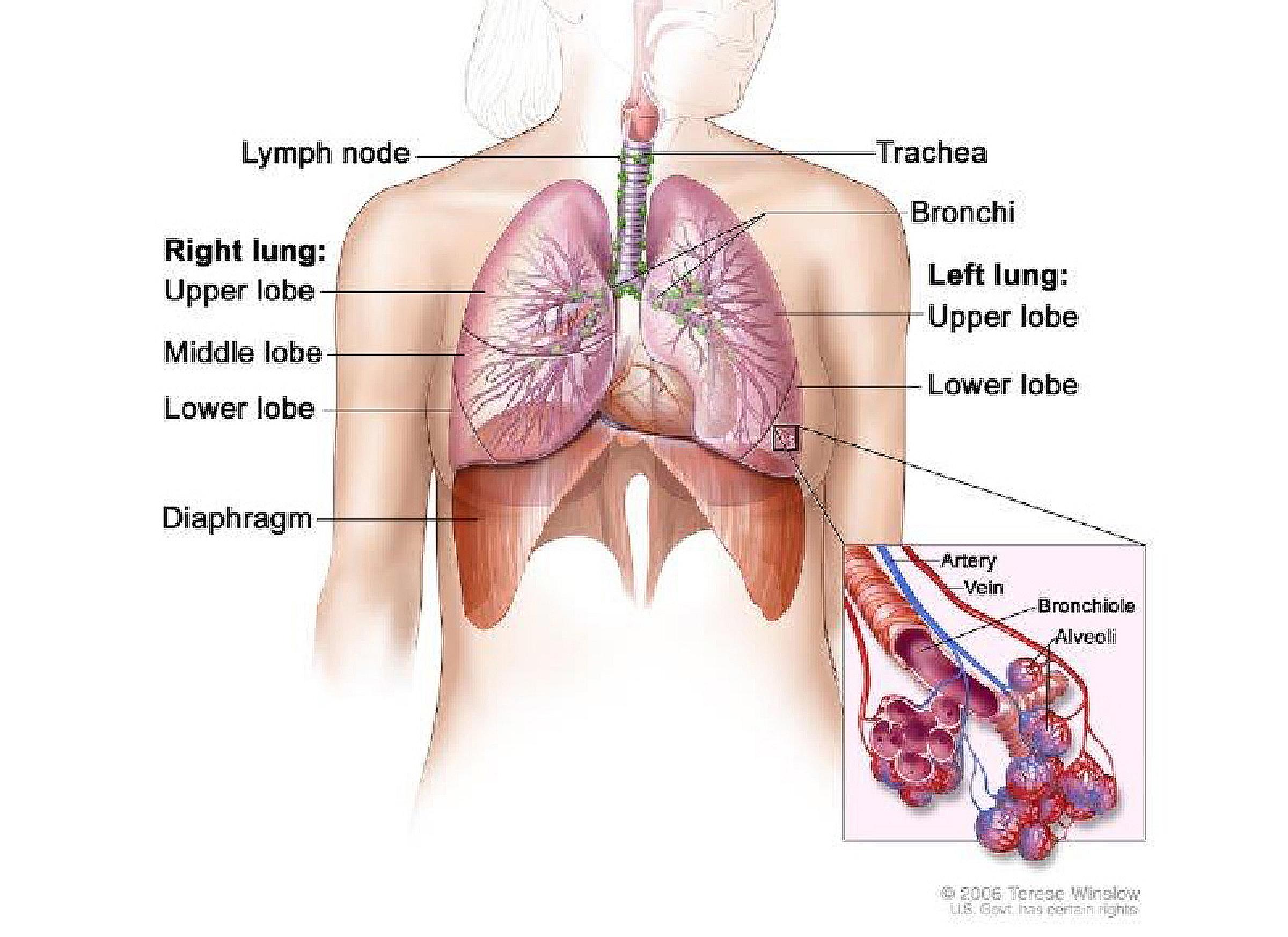 Anatomy of the respiratory system, showing the trachea and both lungs and their lobes and airways. Lymph nodes and the diaphragm are also shown. Oxygen is inhaled into the lungs and passes through the thin membranes of the alveoli and into the bloodstream (see inset).