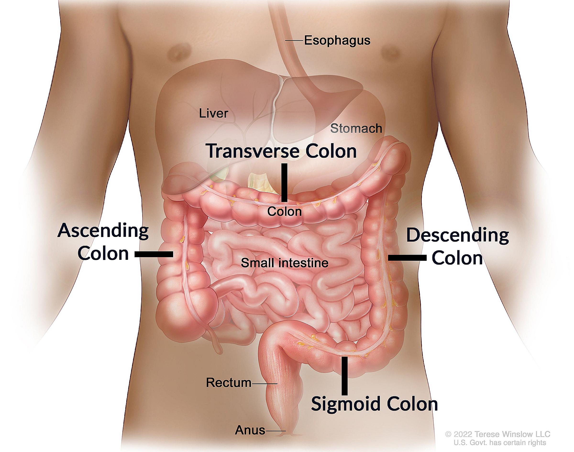 Colon Cancer Anatomy