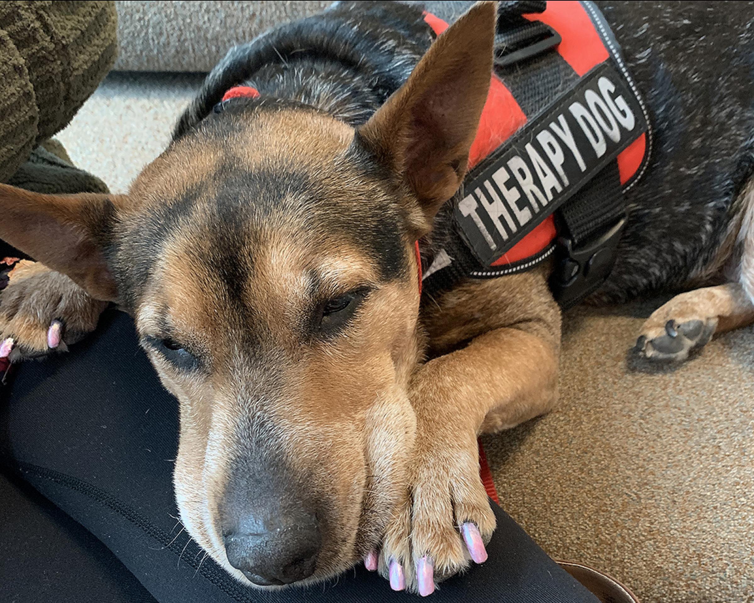 Luna half asleep wearing her Therapy Dog vest and pink nail polish for dogs