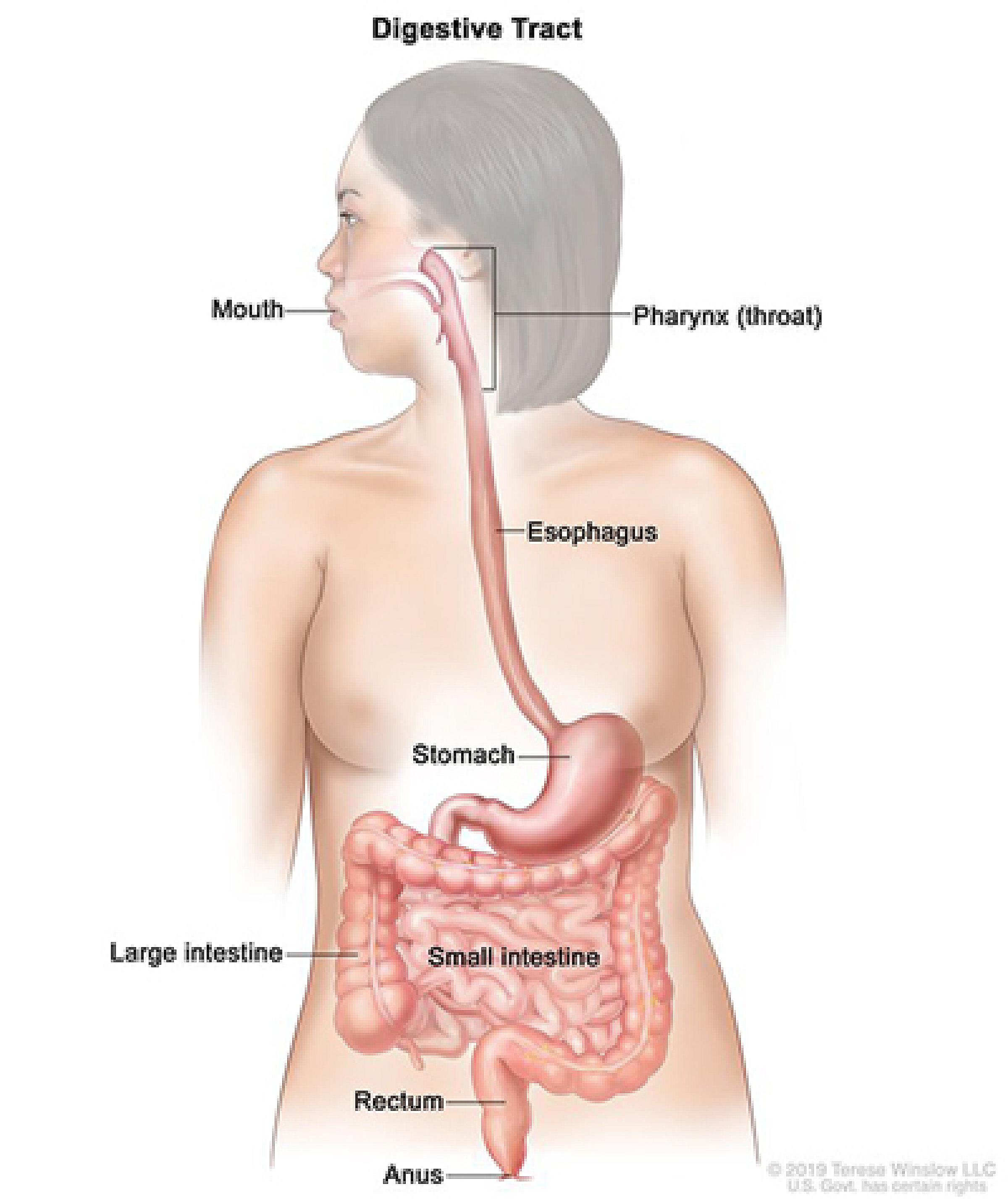 Digestive tract shown in woman outlining the mouth, throat, esophagus, stomach, large intestine, small intestine, rectum, and anus.
