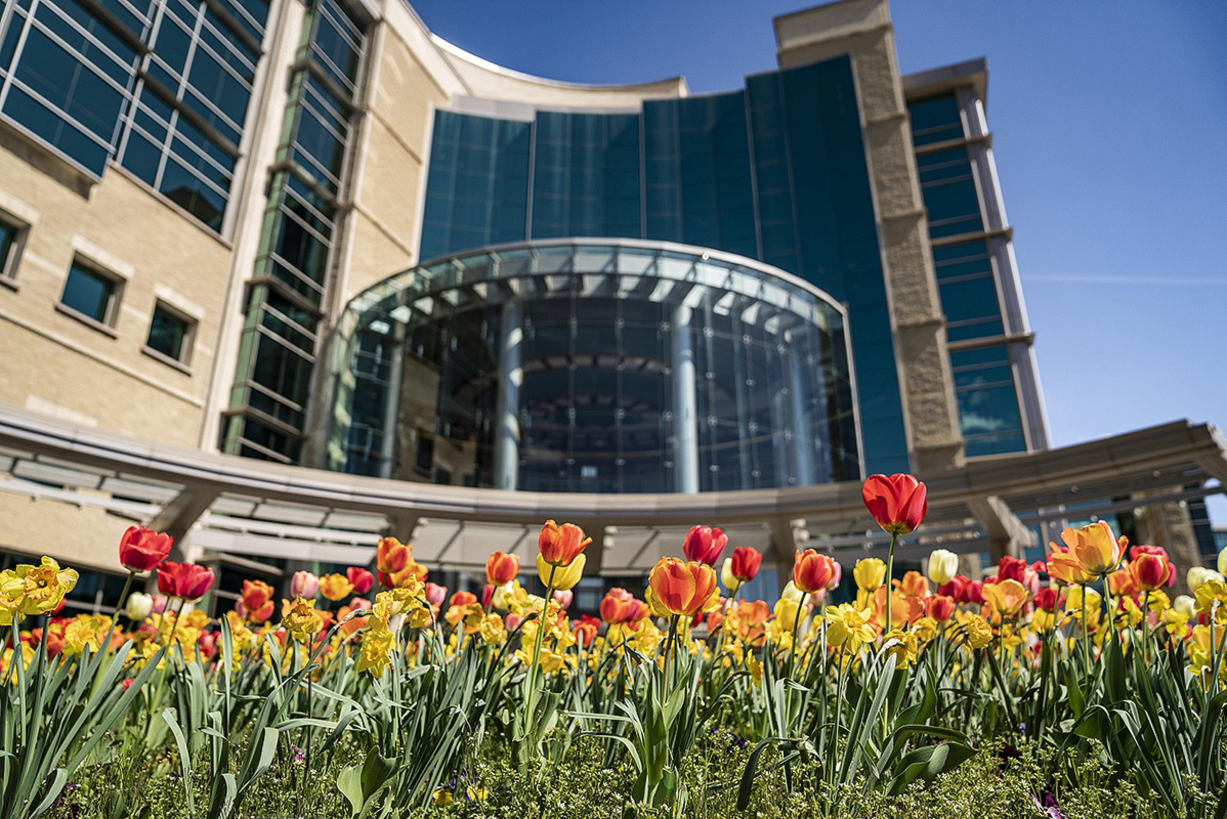 Tulips blooming in front of Huntsman Cancer Institute Hospital