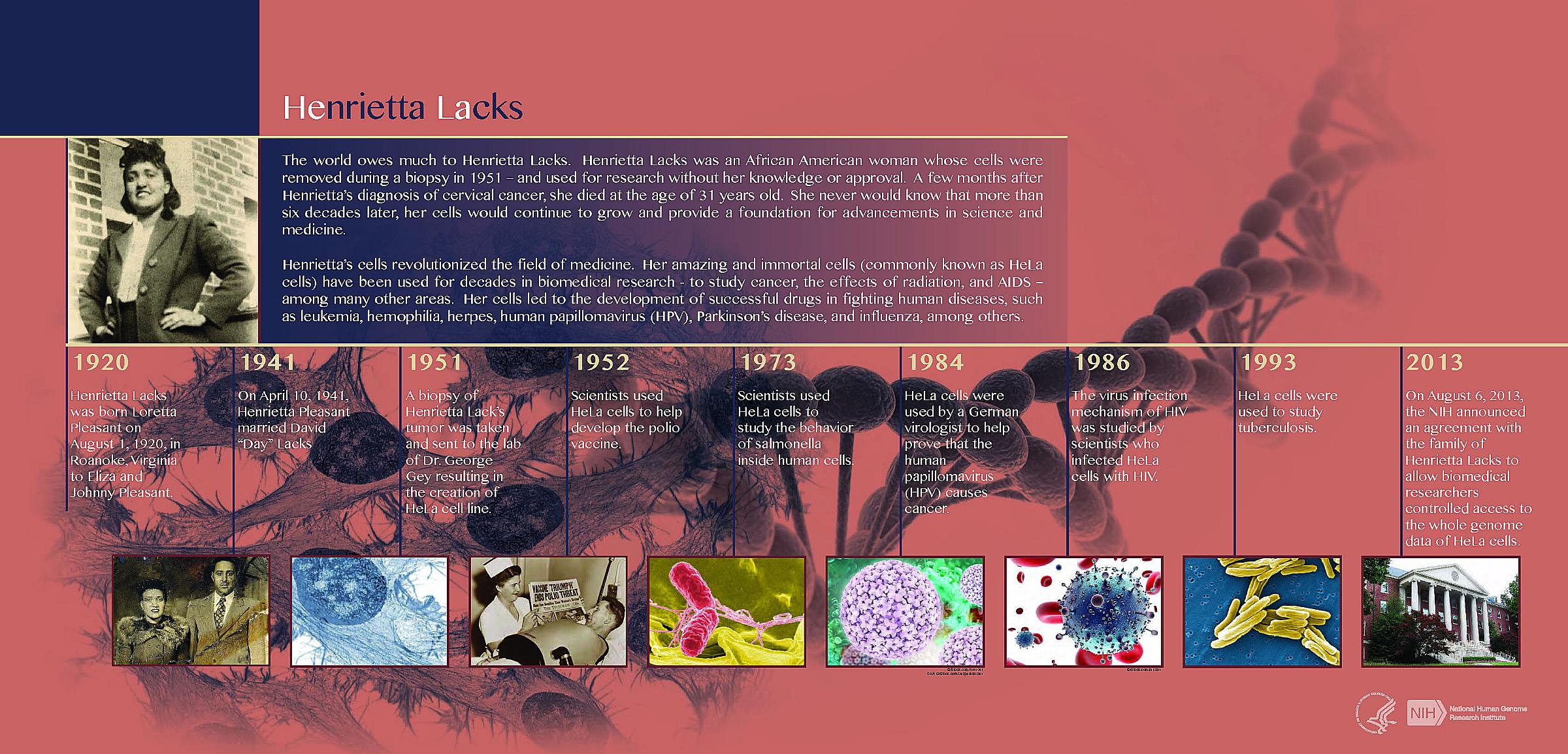 Timeline of Henrietta Lacks cells