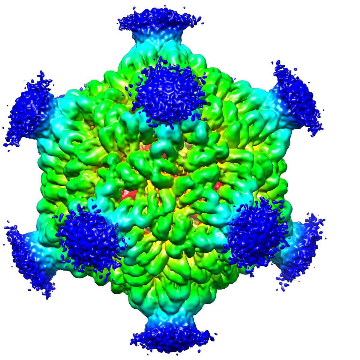 Three-dimensional structure of a PNMA2 complex, which can trigger a dangerous immune reaction when released by tumor cells