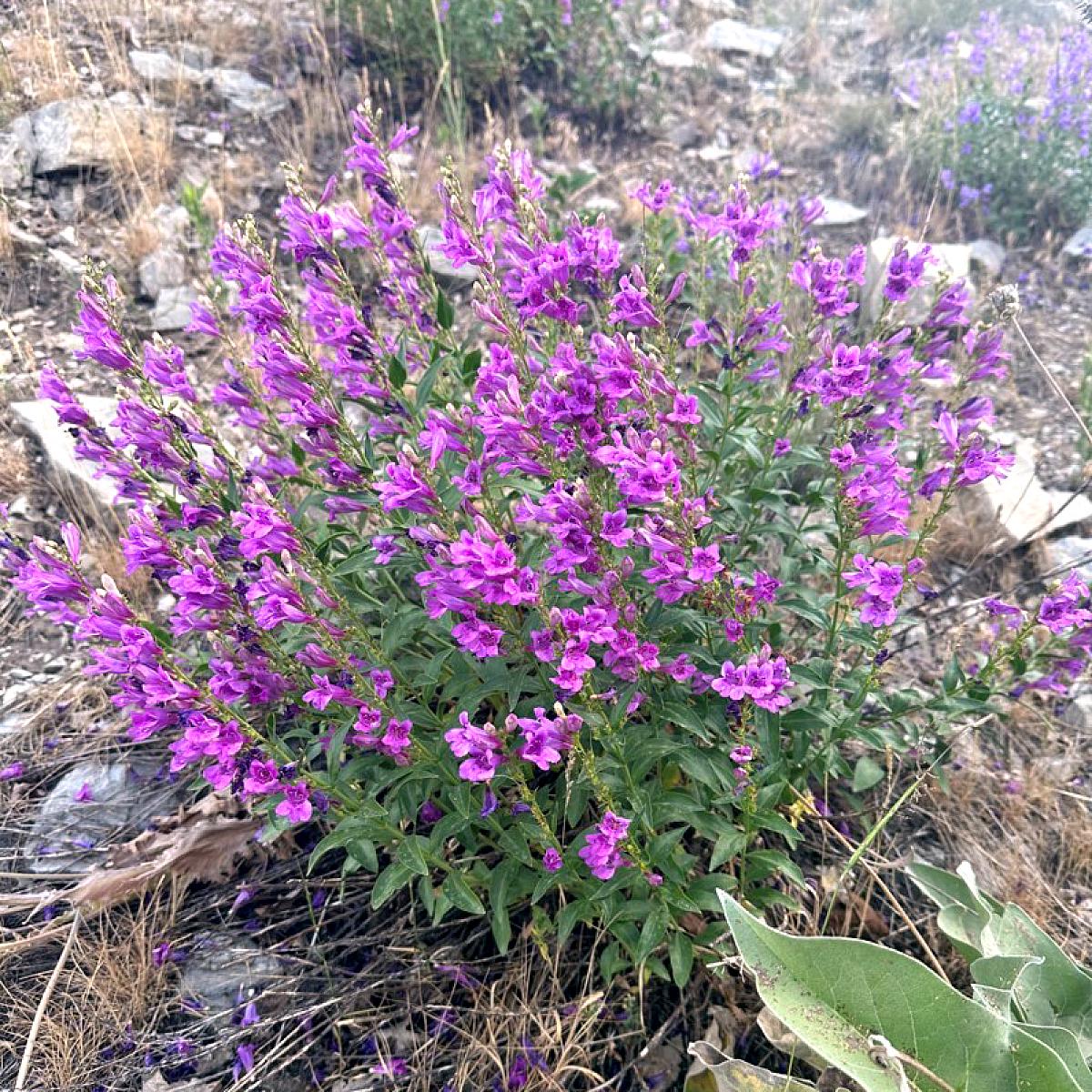 Purple flowers on mountain