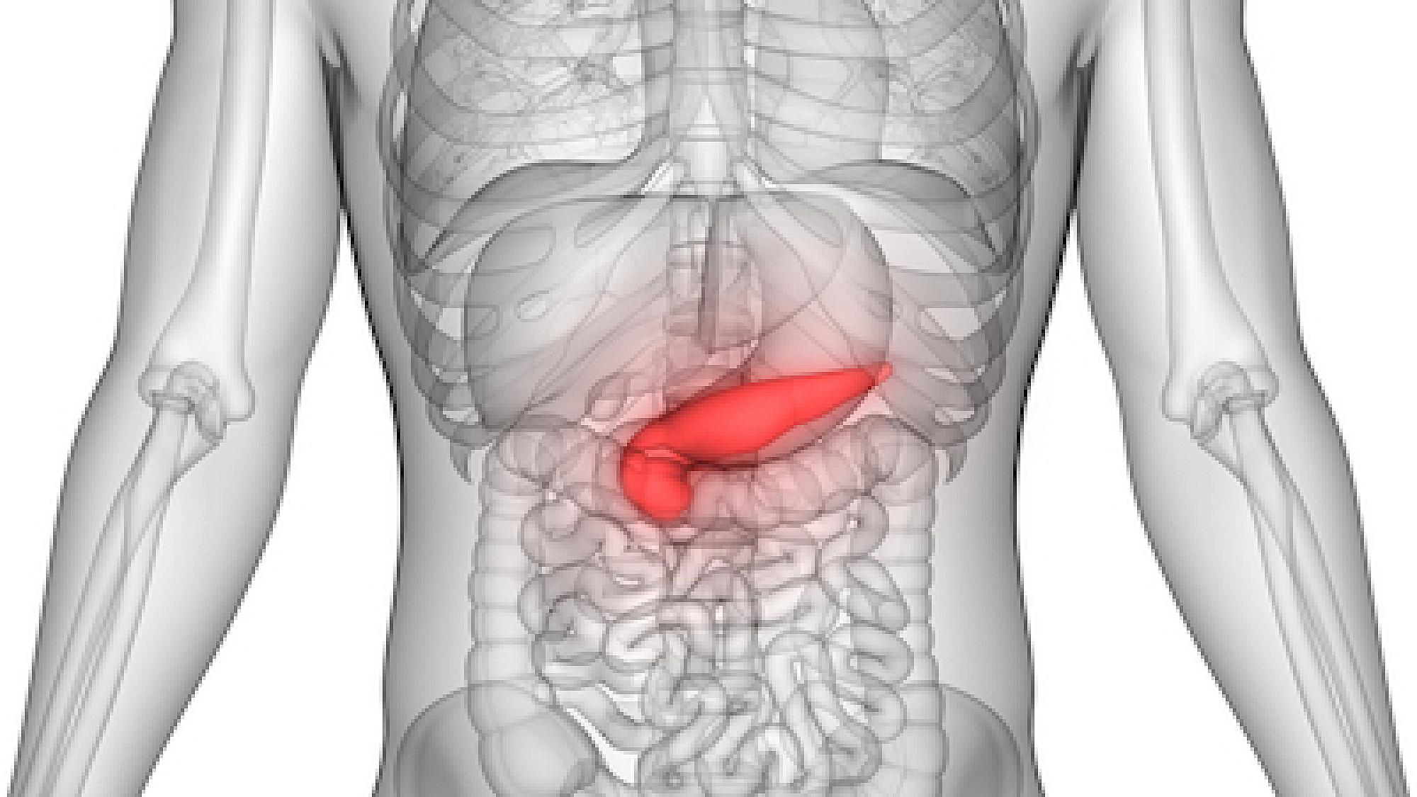 Pancreas inside a transparent human torso