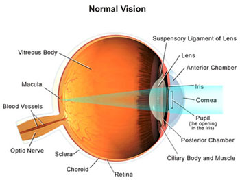 scientific-eyeball-image