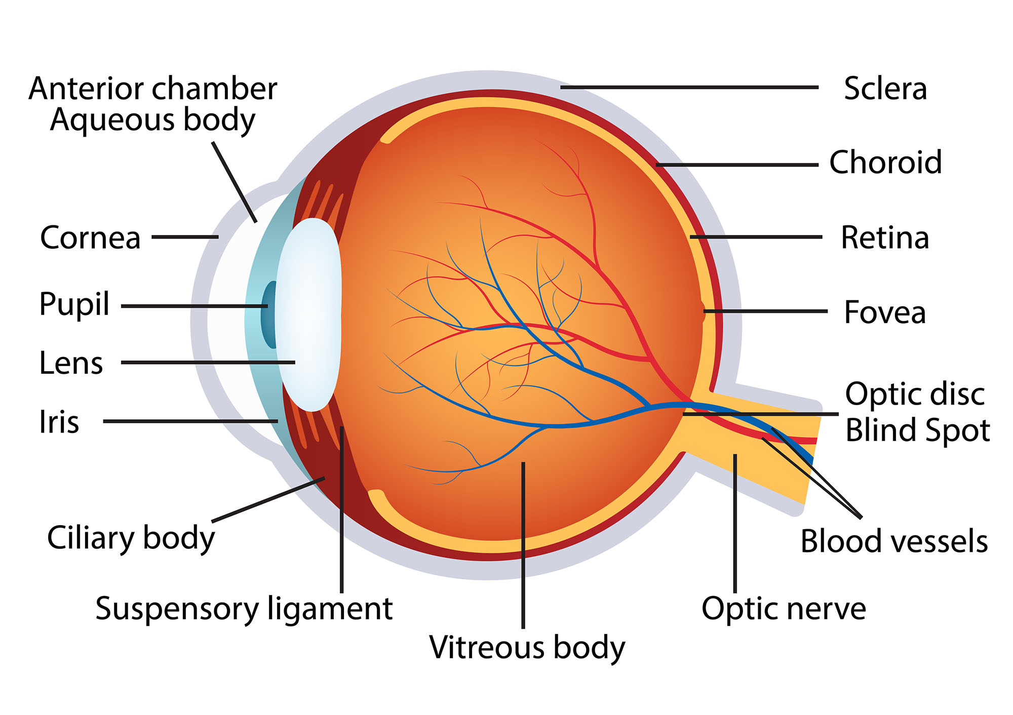 Human Eye Anatomy graphic