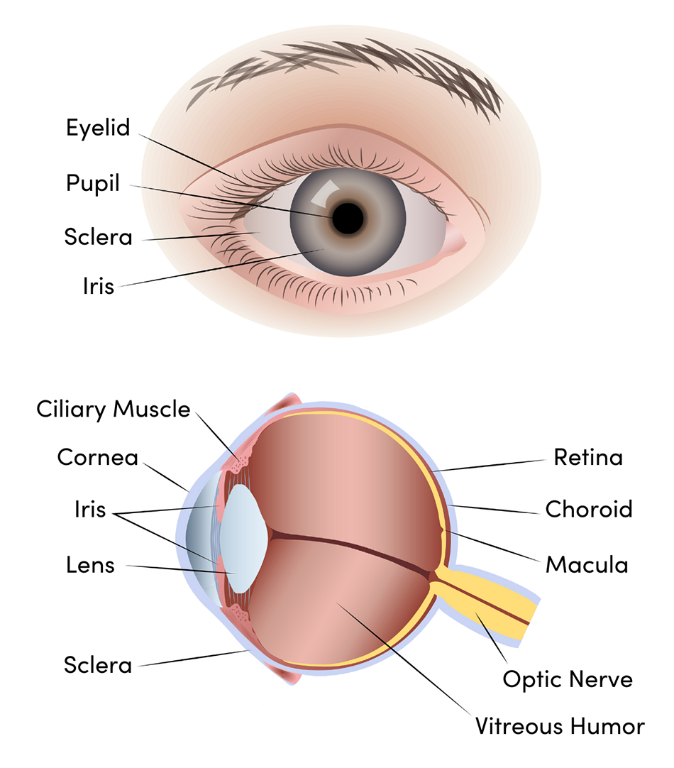 eye cancer