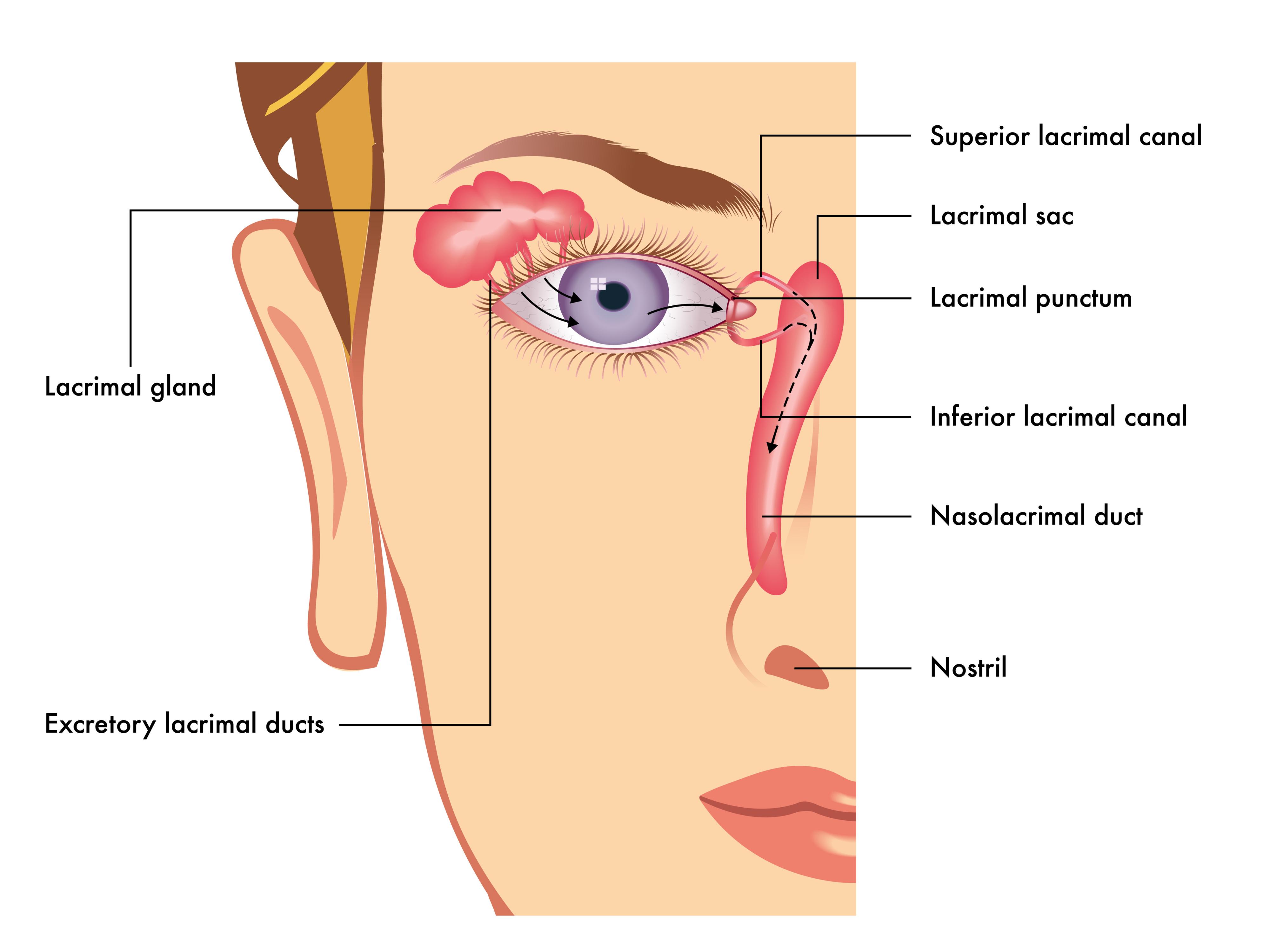 Lacrimal anatomy