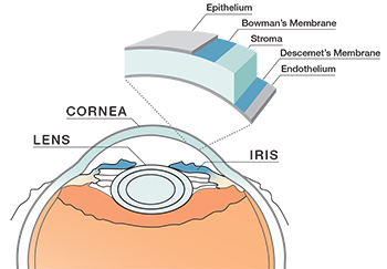 Cornea illustration