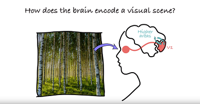 An illustration from a video accompanying the latest brain research from the Alessandra Angelucci Laboratory at the John A. Moran Eye Center at the University of Utah.