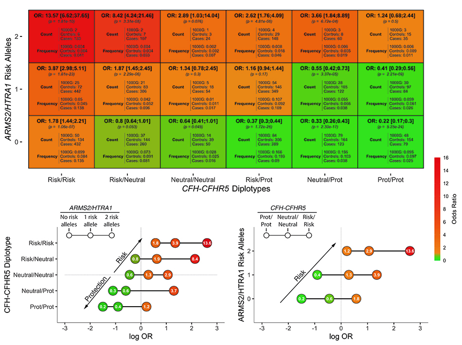 A chart accompanying newly published research that hones in on genetic protection to advance new treatment approaches.