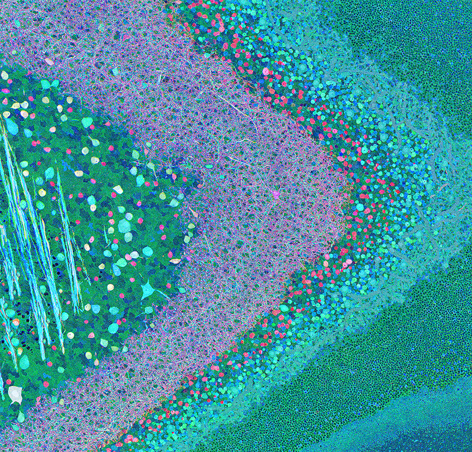 From the Marclab for Connectomics, this image shows a section of the retina. Researchers used antibodies to assign colors to cells, allowing them to visualize cell metabolism to better understand diseases like glaucoma.