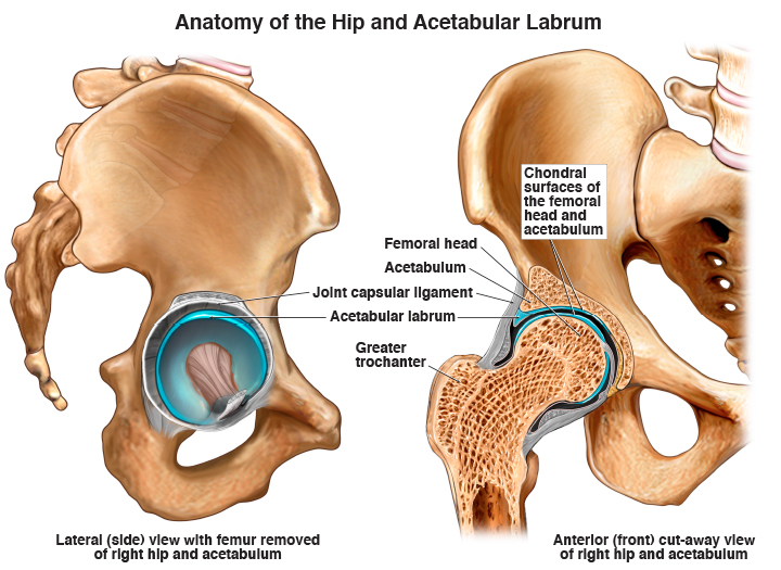 Illustration of a hip labrum