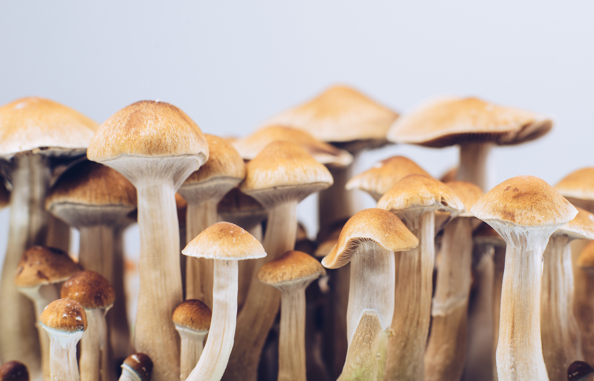 some EXTREMELY useful information for puff shrooms, the photo