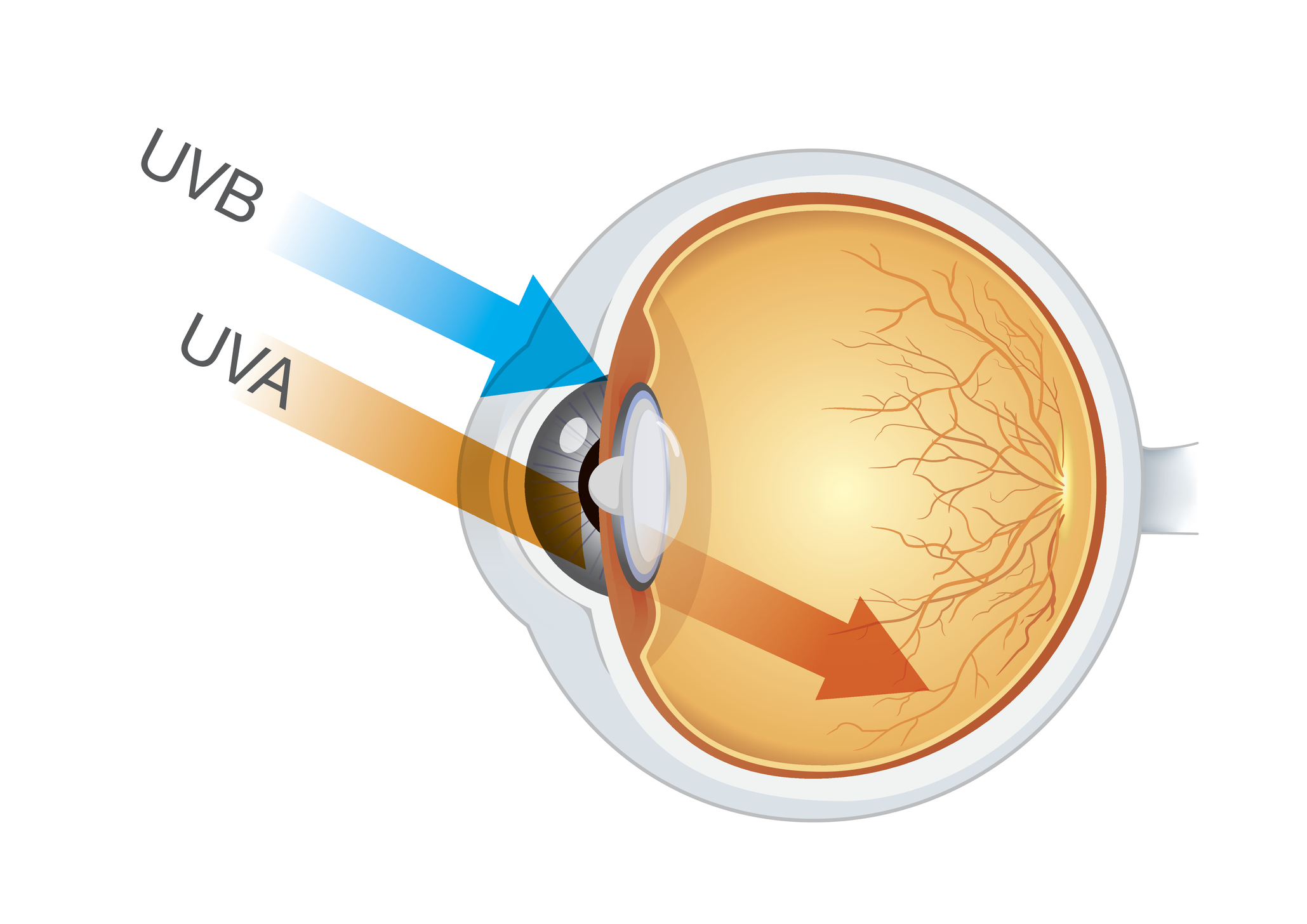 UVA and UVB rays can burn the eyes