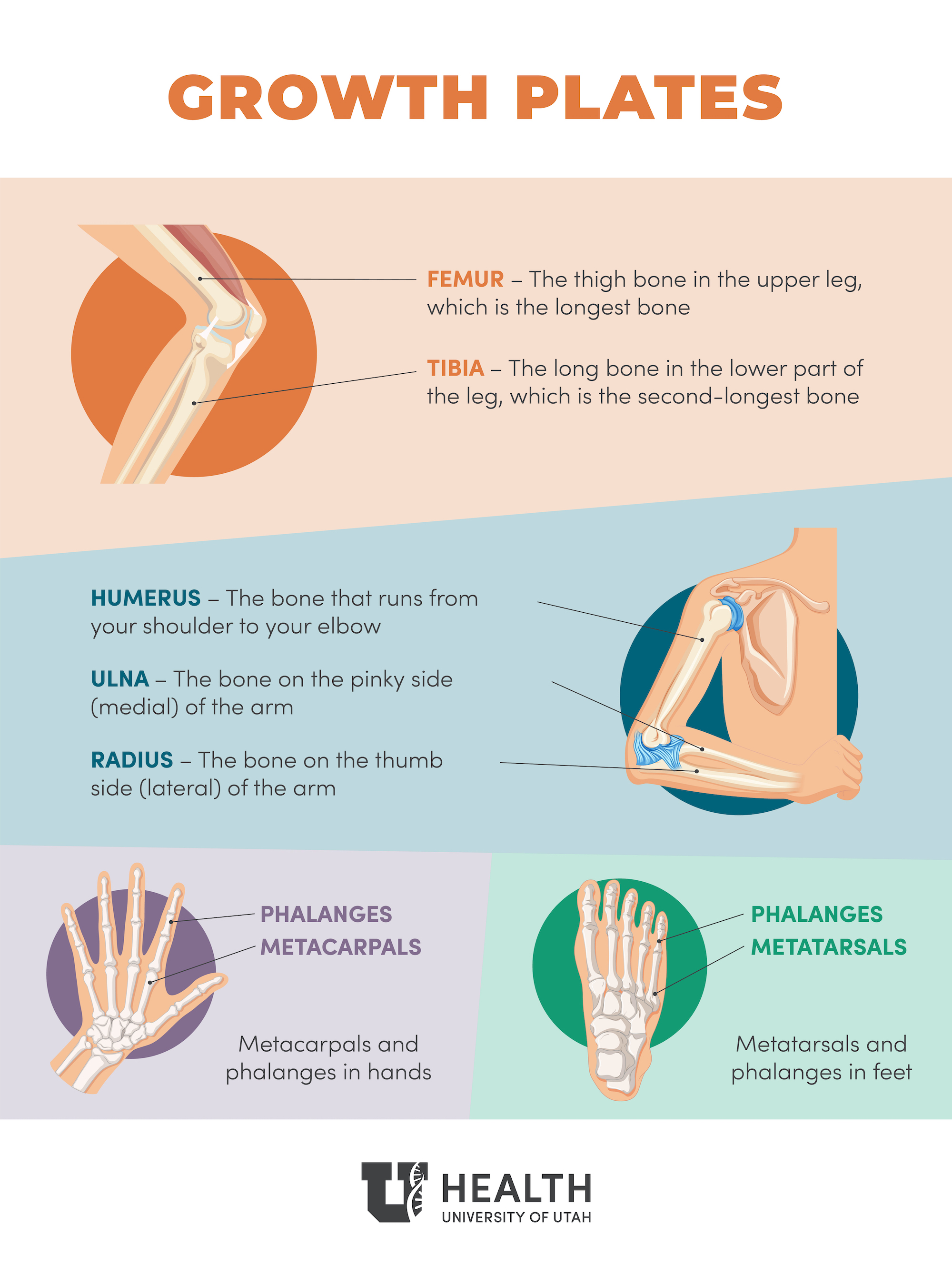 Growth plate infographic