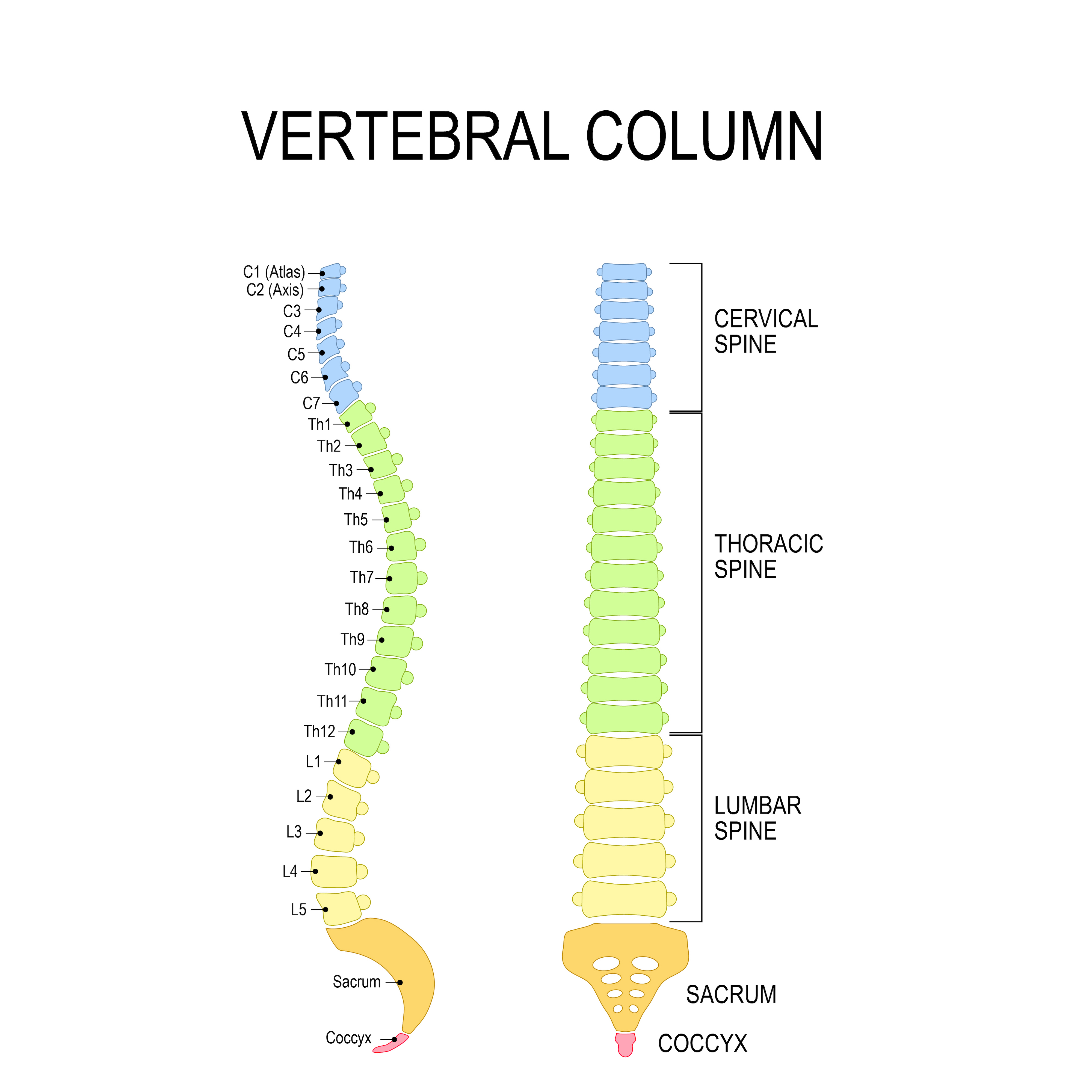 vertebral column spinal cord