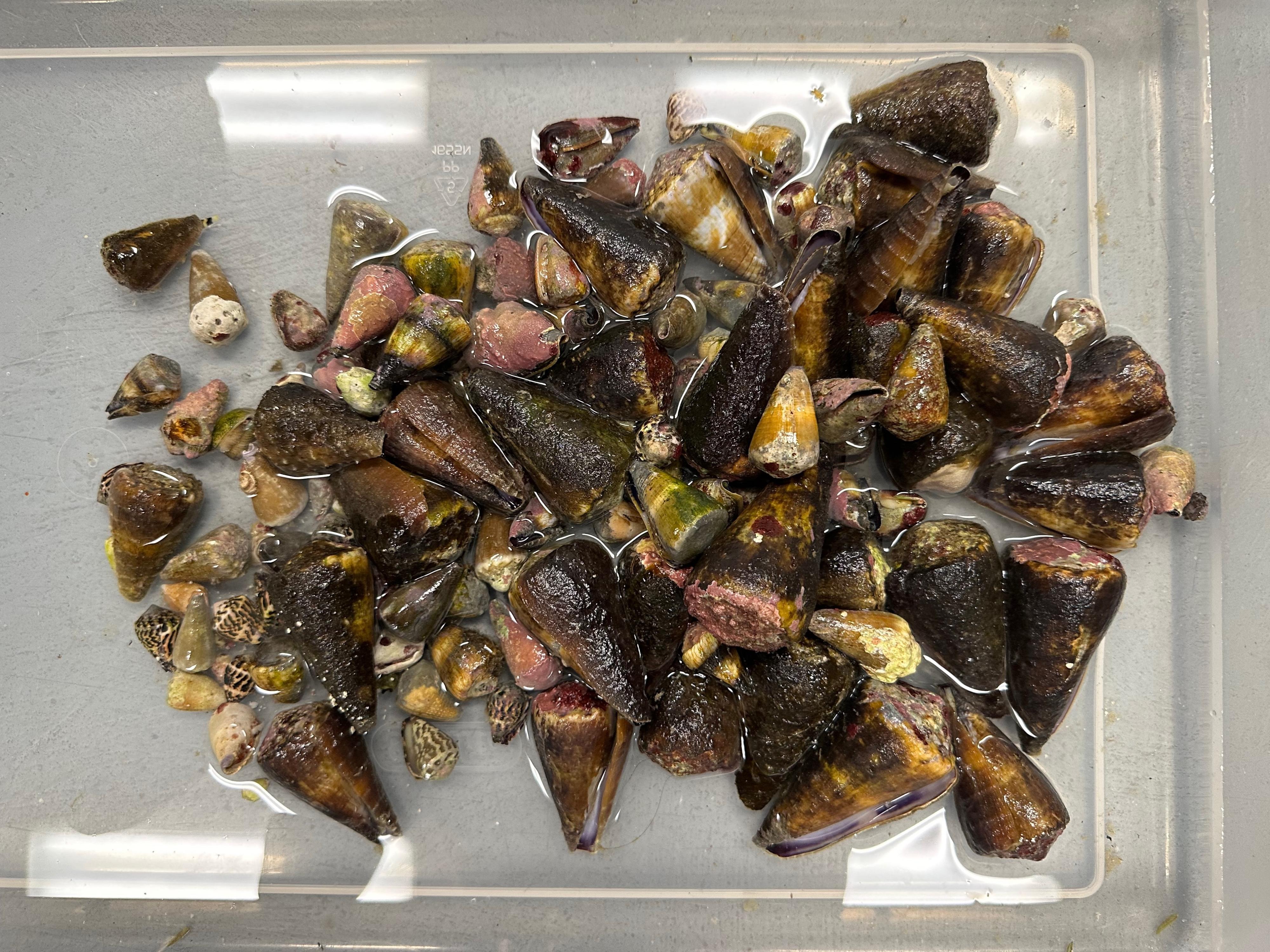Top view of a pile of conical shells of various colors and sizes in a tub of water.