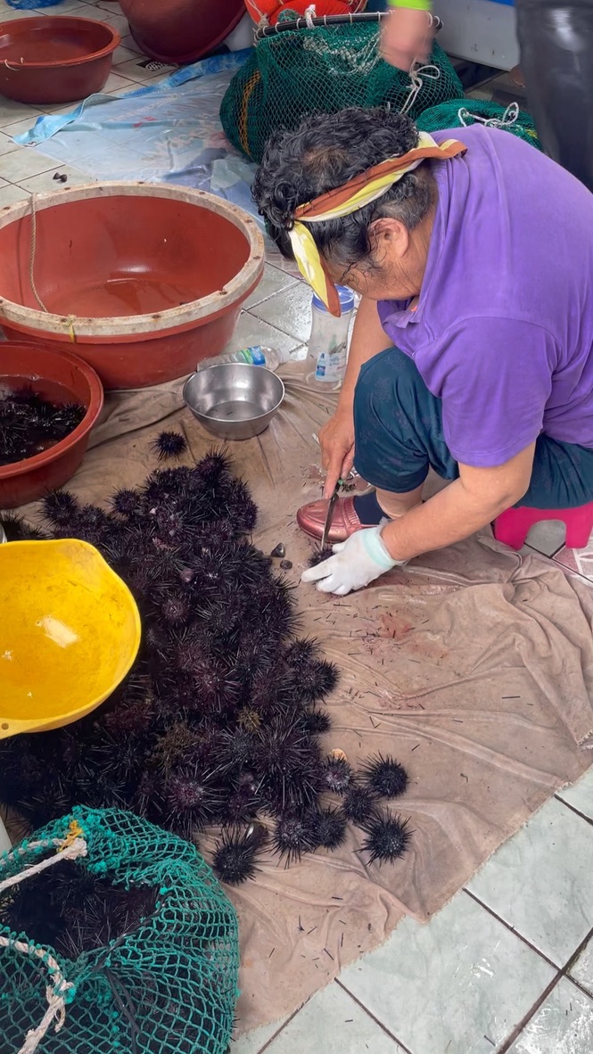 A person in a purple shirt uses a knife to open one of a pile of sea urchins spread out on a tarp.