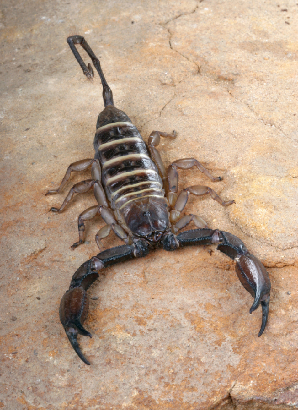 I Think I Got Stung By a Scorpion—What Should I Do?